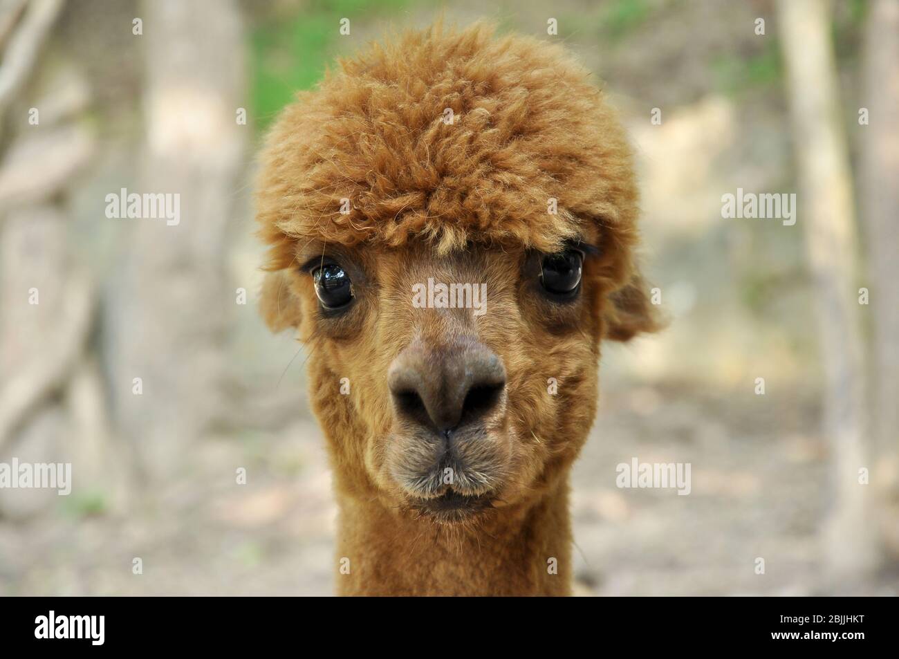 Un alpaca è una specie addomesticata di camelide sudamericano. Foto Stock