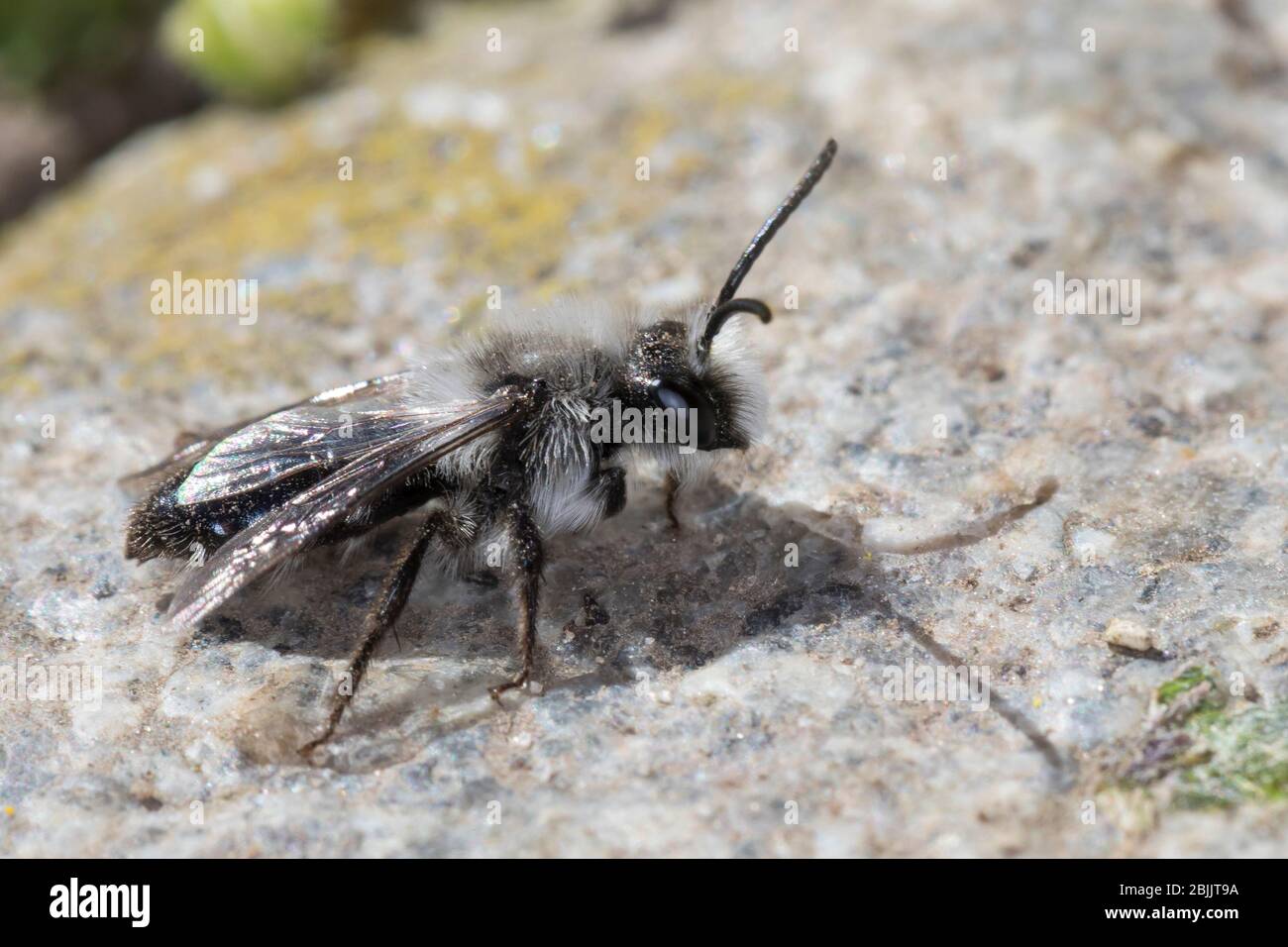 Graue Sandbiene, Düstere Sandbiene, Grauschwarze Düstersandbiene, Düstersandbiene, Düster-Sandbiene, Sandbiene, Männchen, Andrena cineraria, Ashy mini Foto Stock