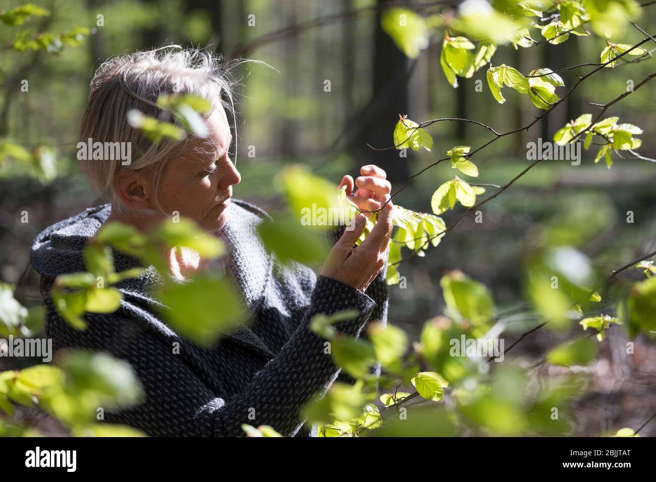 Frau im Wald, Frühlingswald, Buchenblätter sammeln, Buche, Rot-Buche, Rotbuche, Fagus sylvatica, Blätter werden gesammelt, geerntet, Ernte, Blatt, Blä Foto Stock