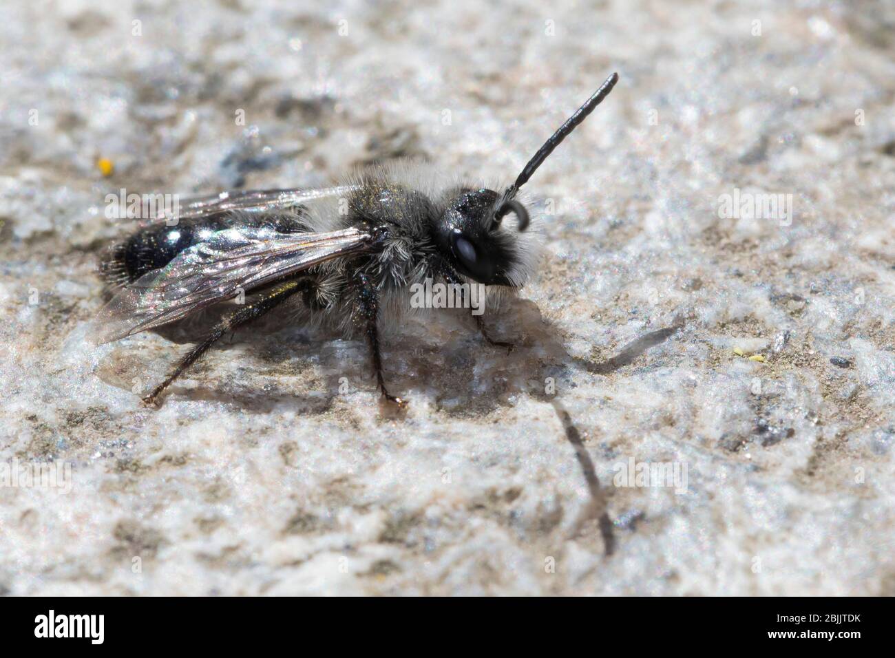 Graue Sandbiene, Düstere Sandbiene, Grauschwarze Düstersandbiene, Düstersandbiene, Düster-Sandbiene, Sandbiene, Männchen, Andrena cineraria, Ashy mini Foto Stock