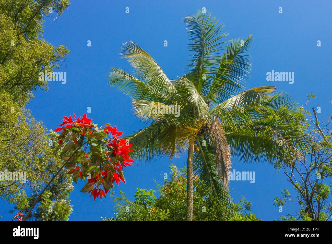 Un albero di cocco e una pianta fiorita sullo sfondo del cielo blu - fotografato in una giornata di sole Foto Stock