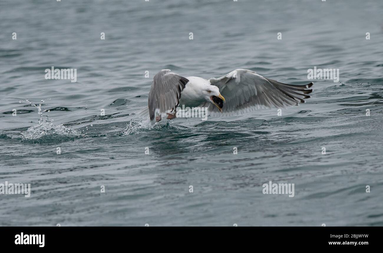 Aringa di gabbiano (Larus argentatus), Båtsfjord, Varanger, Norvegia artica Foto Stock