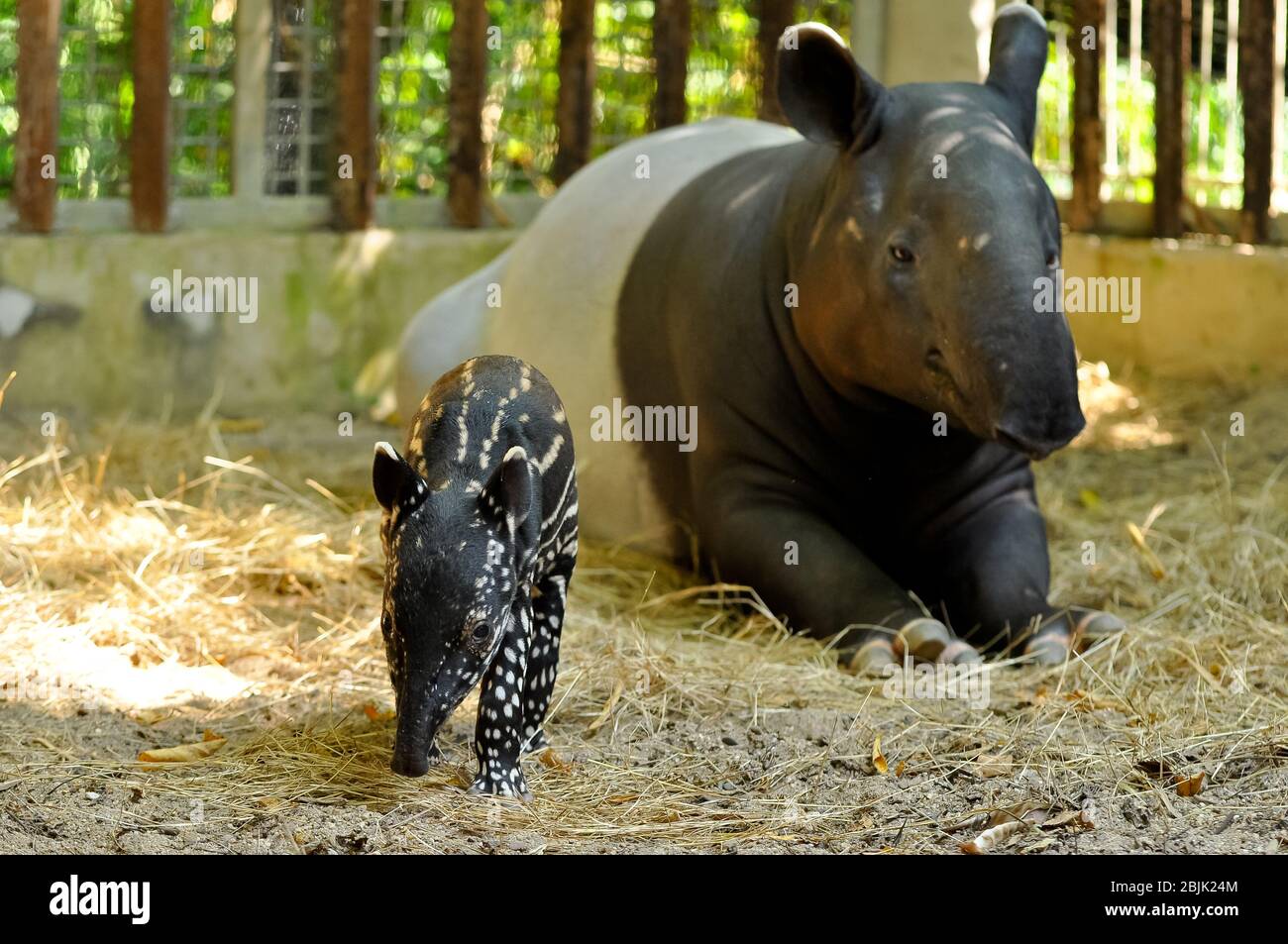 Tapir giovanile, ancora con un punto, ben curato della sua madre. Foto Stock