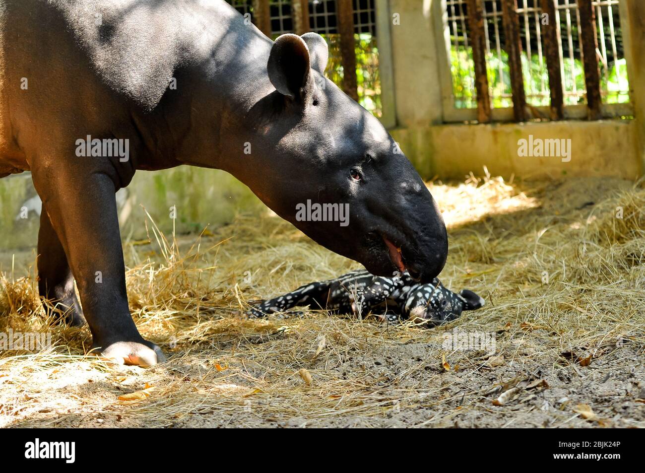 Tapir giovanile, ancora con un punto, ben curato della sua madre. Foto Stock