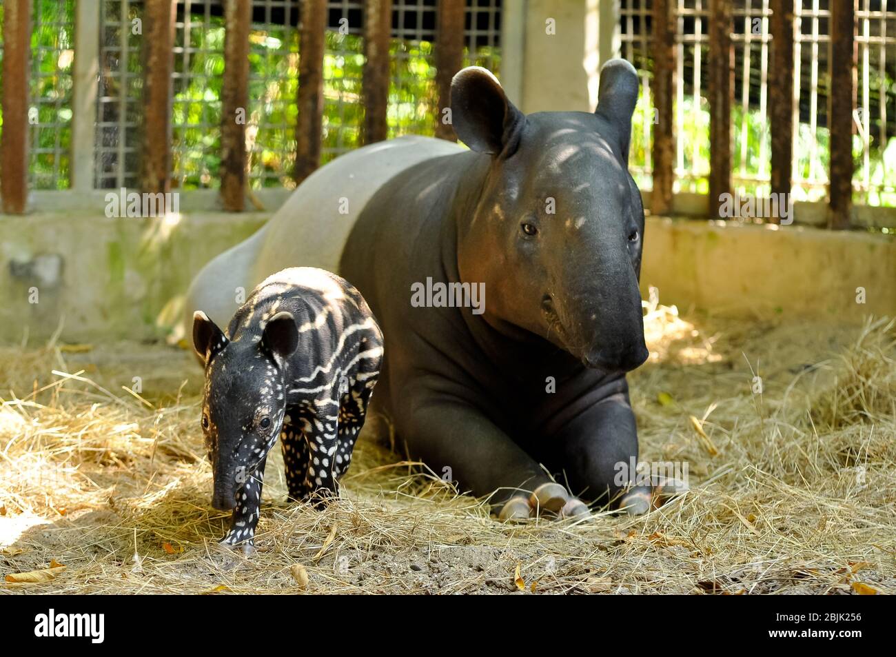 Tapir giovanile, ancora con un punto, ben curato della sua madre. Foto Stock