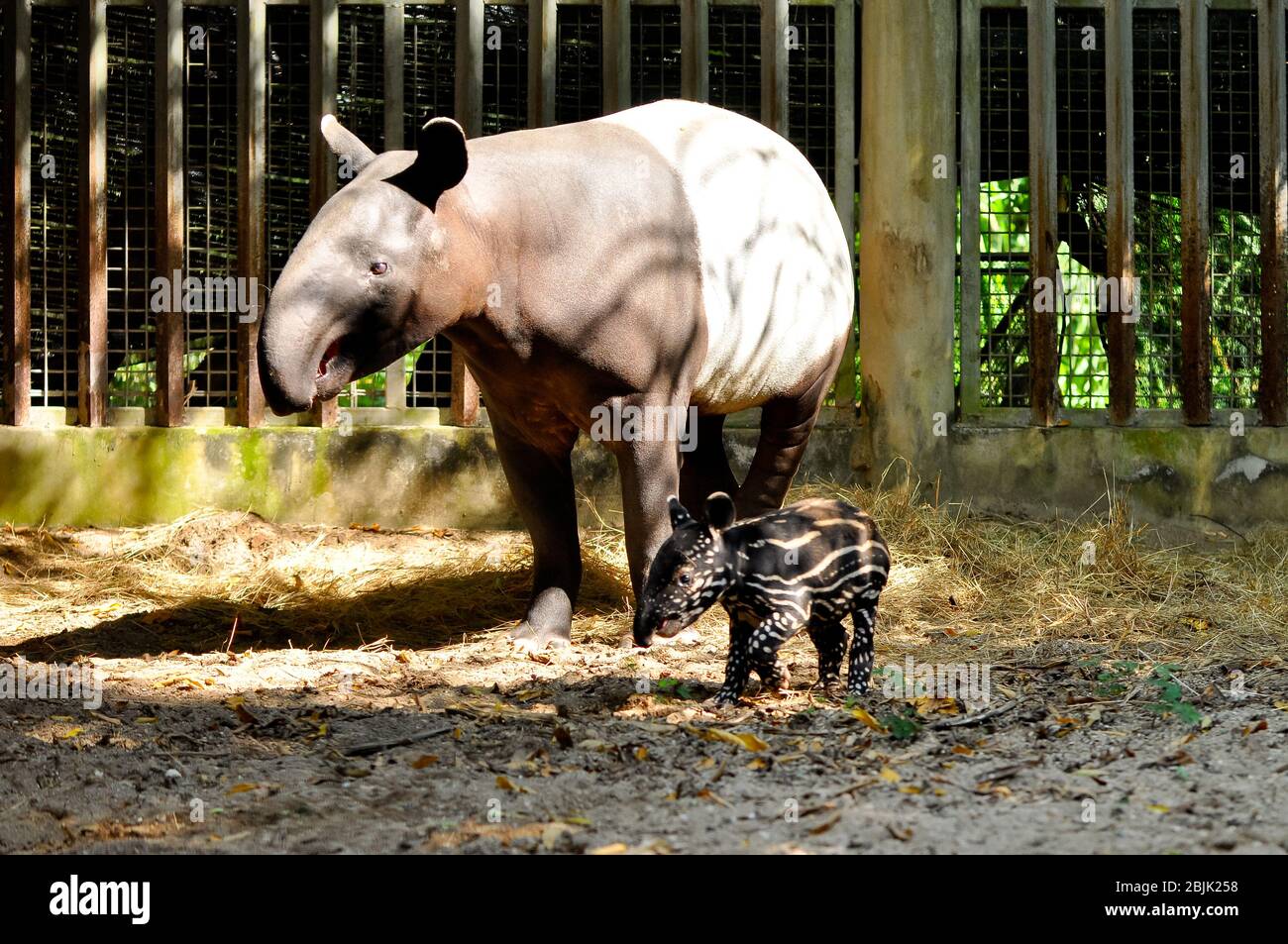 Tapir giovanile, ancora con un punto, ben curato della sua madre. Foto Stock