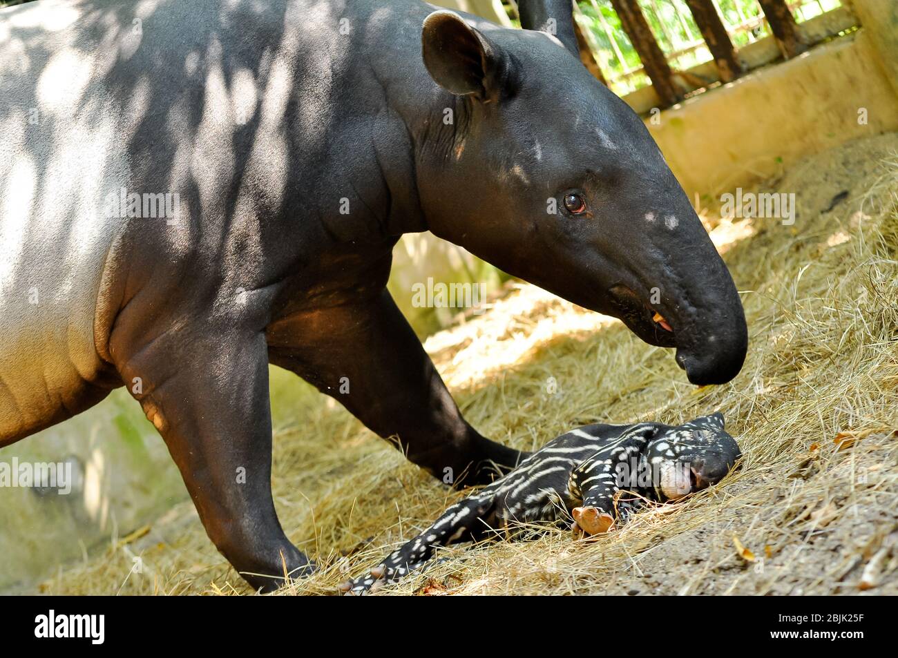 Tapir giovanile, ancora con un punto, ben curato della sua madre. Foto Stock