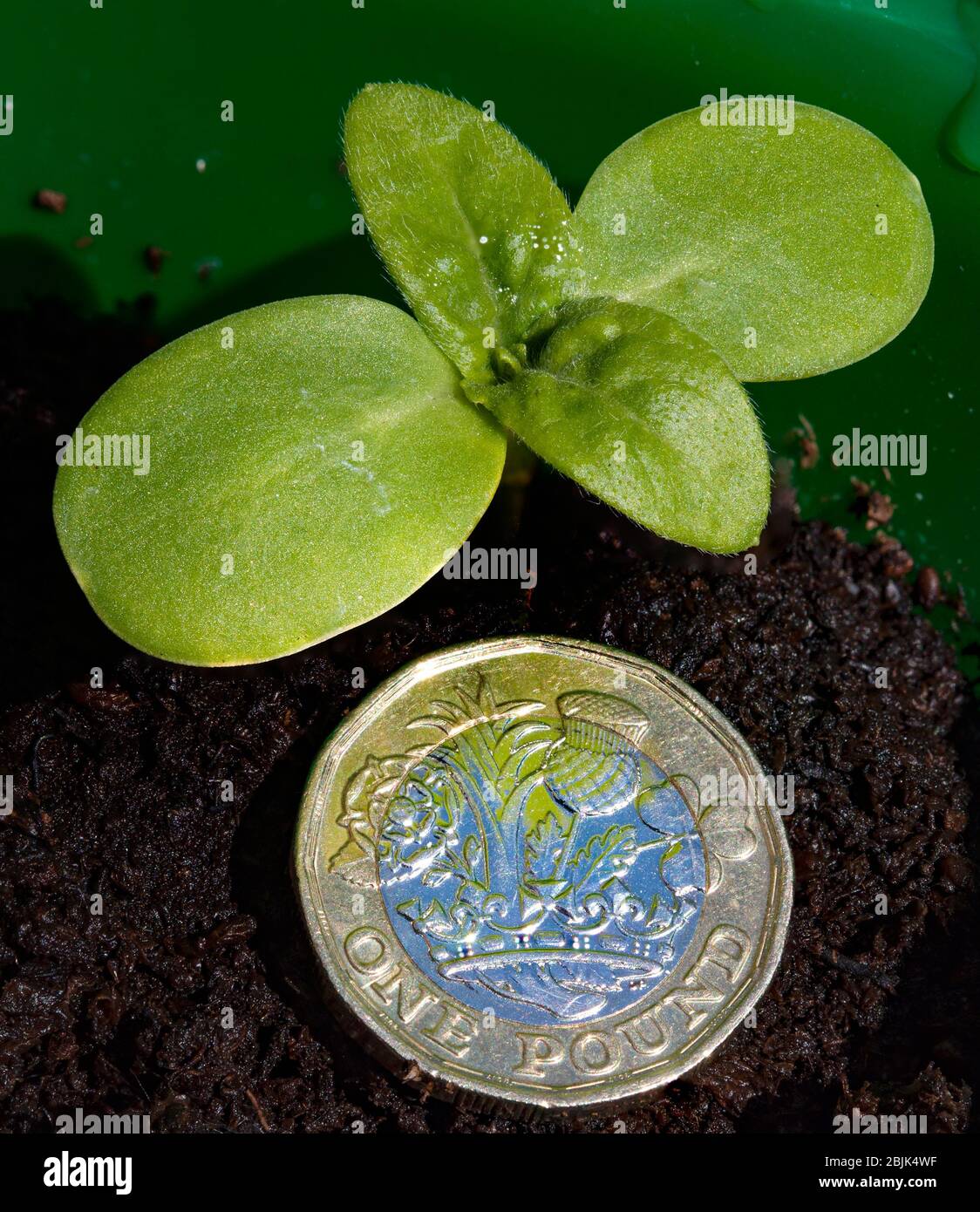 Un nuovo tiro verde con una moneta da 1 libbra e su uno sfondo di suolo Foto Stock