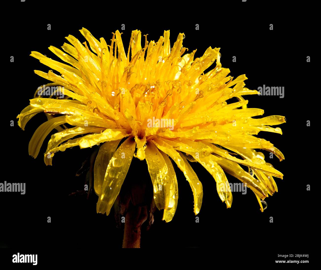 Dandelion flower,Taraxacum officinale,close up,macro,focus stacked Foto Stock