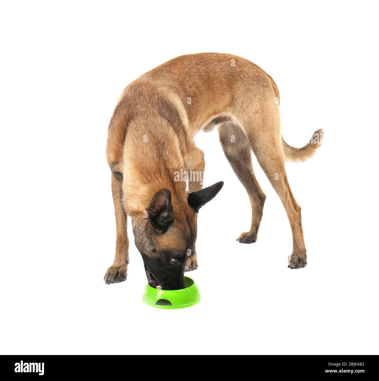 Cane mangiare dalla ciotola, isolato su bianco. Concetto di volontariato e rifugi animali Foto Stock