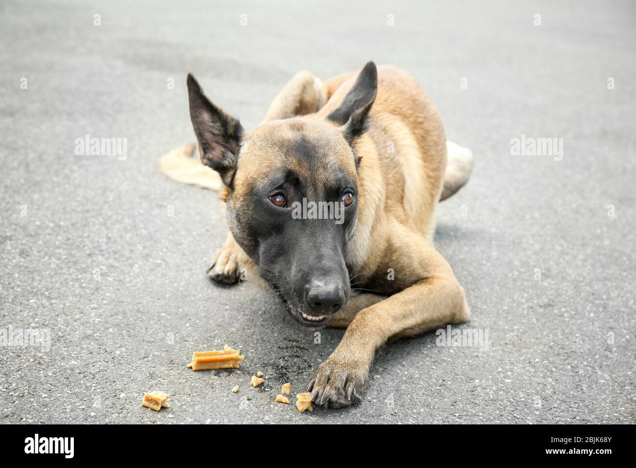 Senza casa cane all'aperto. Concetto di volontariato e rifugi animali Foto Stock