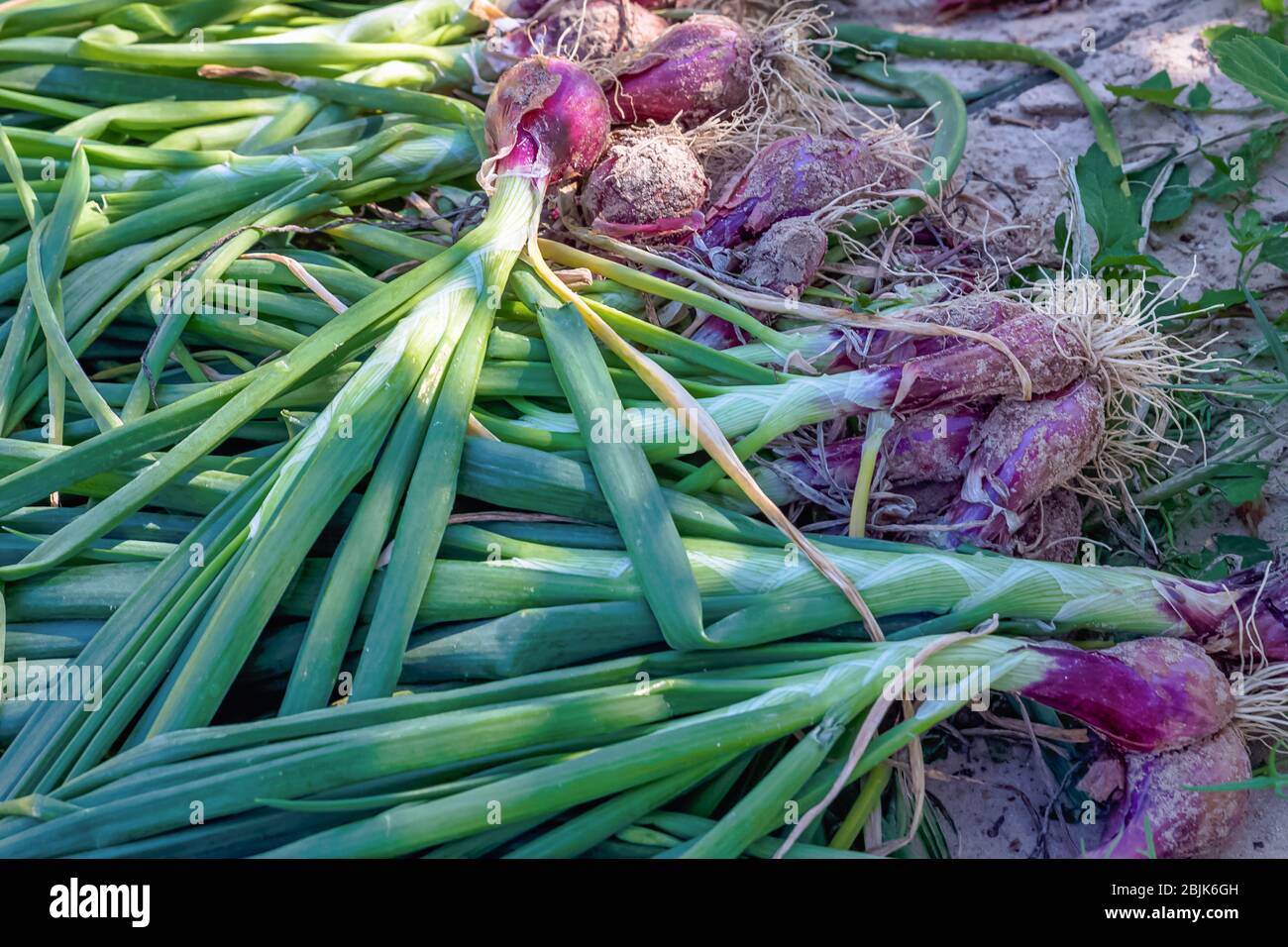 Mazzo di cipolla fresca giovane dal campo agricolo -al Sarar, Arabia Saudita. Foto Stock