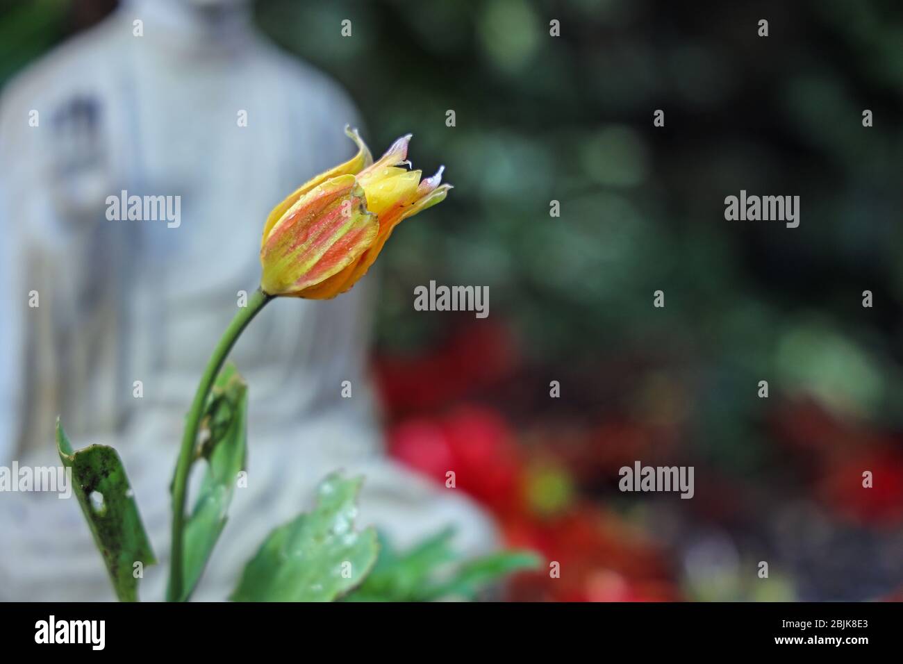 Colorato tulipano cottage apre dopo le tempeste di febbraio Foto Stock