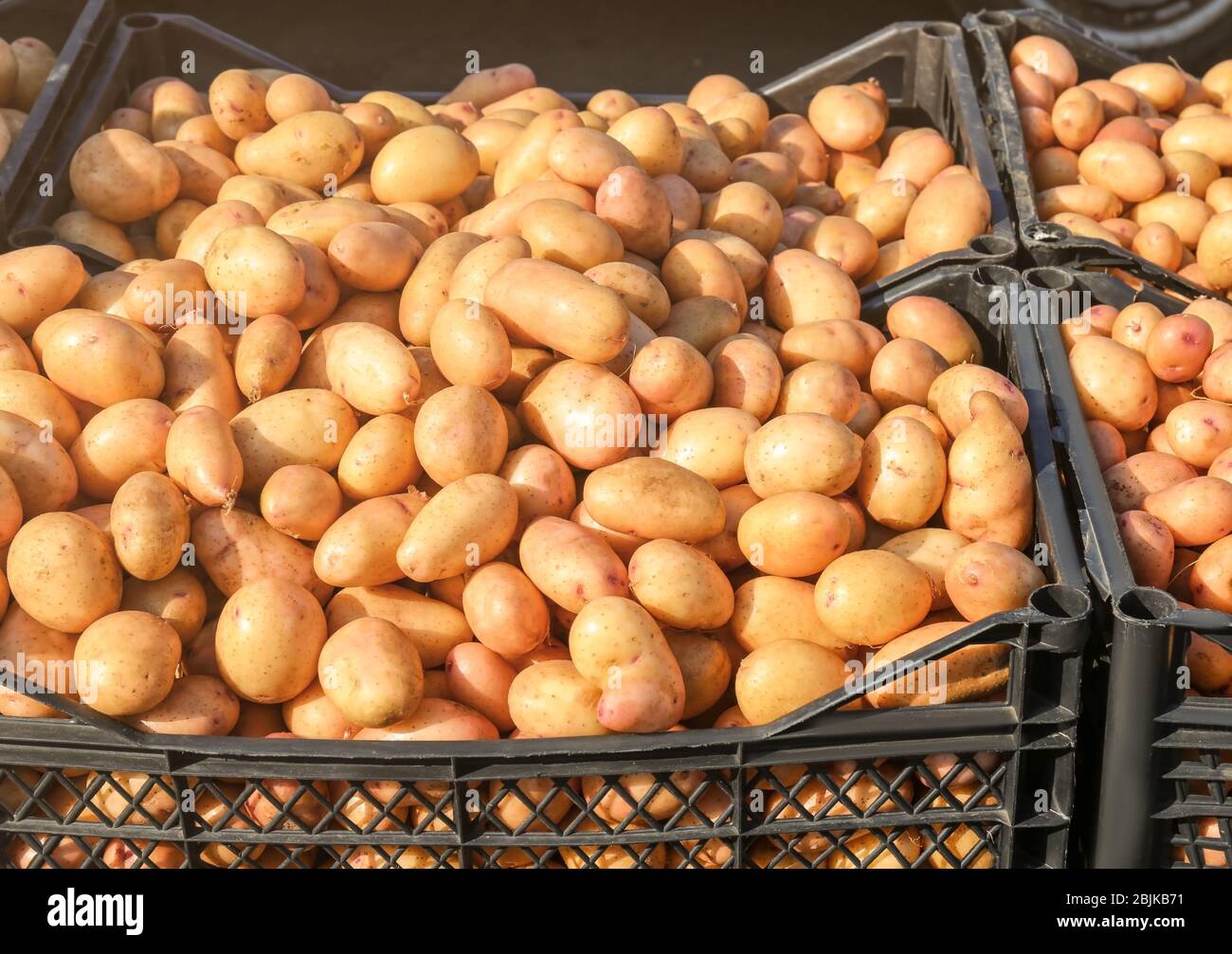 Molte patate in casse di plastica al mercato Foto Stock