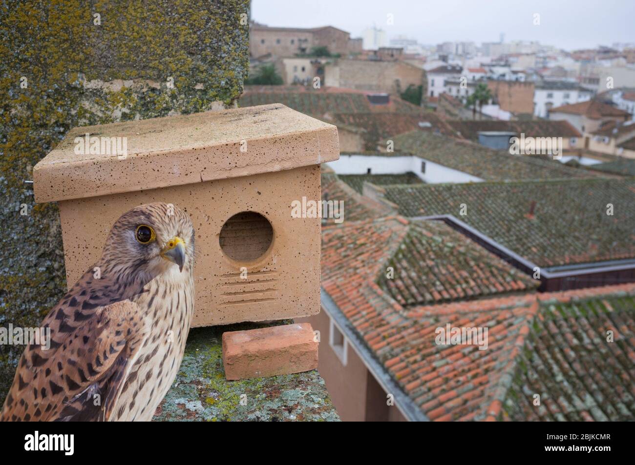 Nest boxe al tetto monumentale edificio a Caceres, Spagna. Questi rifugi sono collocati per migliorare i siti di nidificazione del minore kestrel. Foto Stock