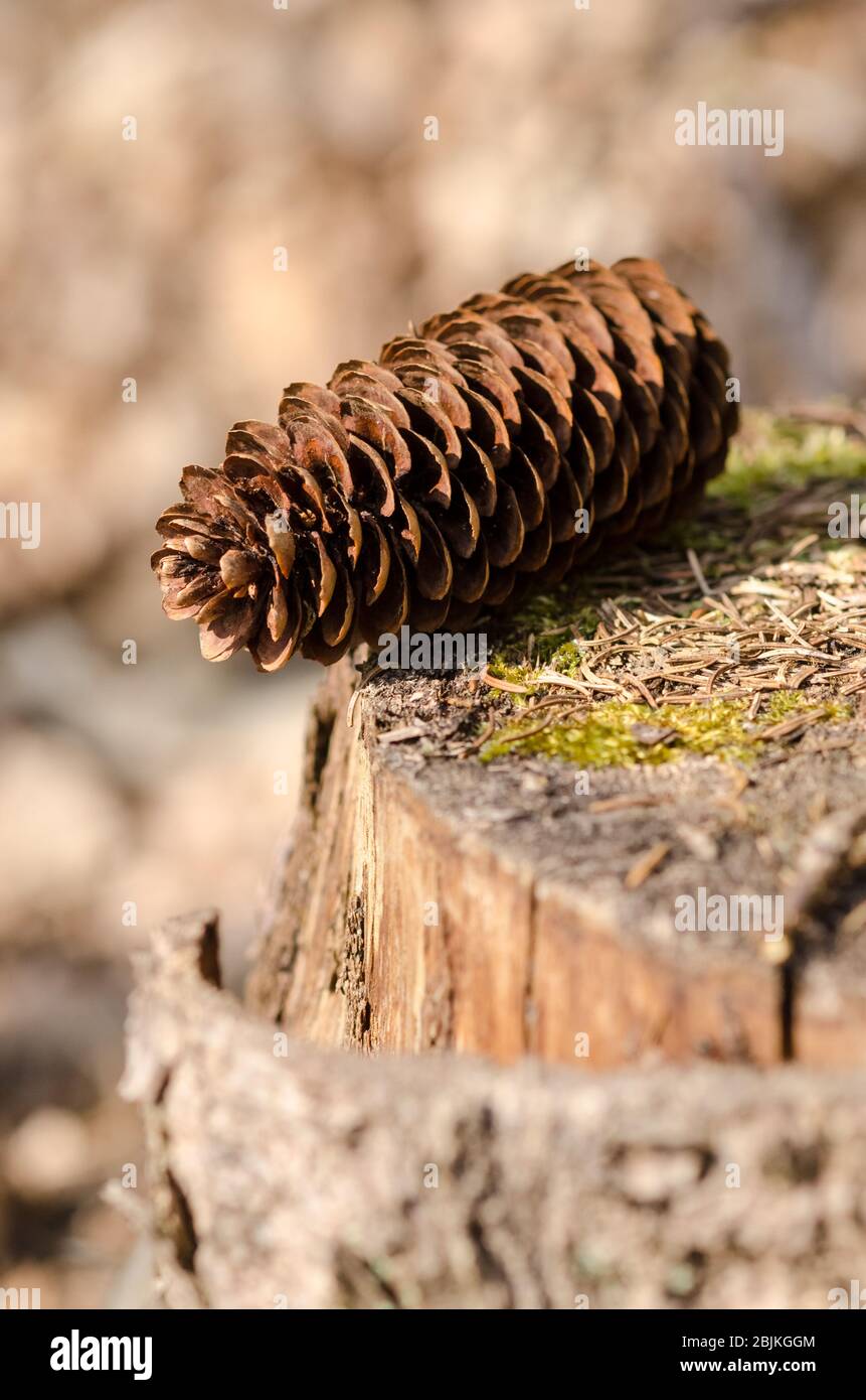 Pinacee, pinone o conifere, su un ceppo di alberi nella foresta nelle campagne in Germania Foto Stock