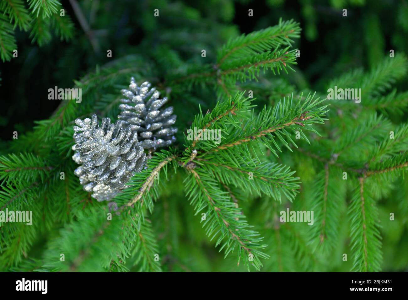 Ramo di albero di Natale decorato con coni d'argento, primo piano Foto Stock