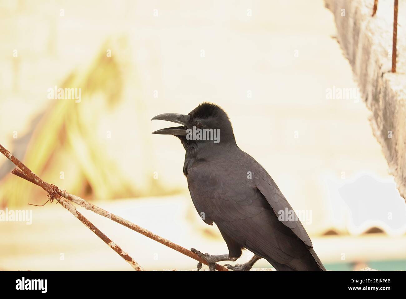 un corvo corvo che perching su verghe di ferro Foto Stock