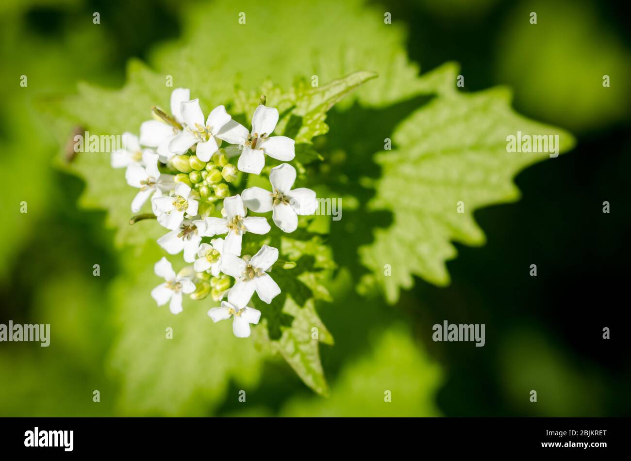 Alliaria Petiolata, nota come senape all'aglio, fiori in un prato durante la primavera nelle campagne in Germania, Europa occidentale Foto Stock