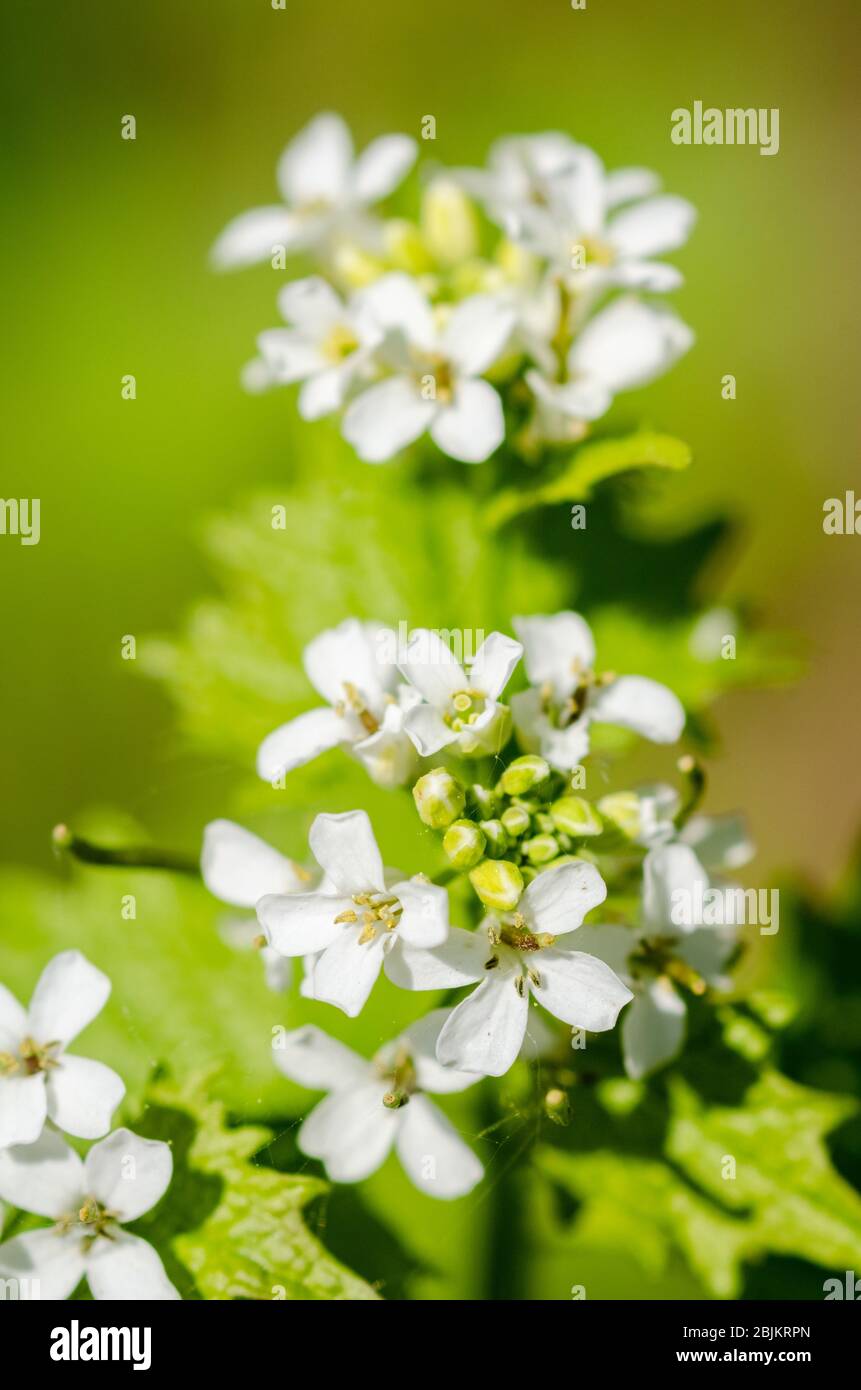 Alliaria Petiolata, nota come senape all'aglio, fiori in un prato durante la primavera nelle campagne in Germania, Europa occidentale Foto Stock