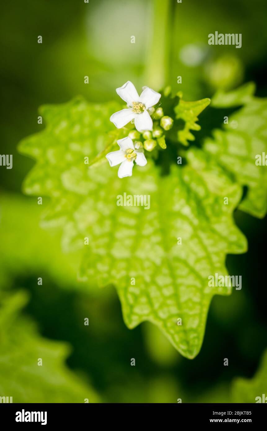 Alliaria Petiolata, nota come senape all'aglio, fiori in un prato durante la primavera nelle campagne in Germania, Europa occidentale Foto Stock