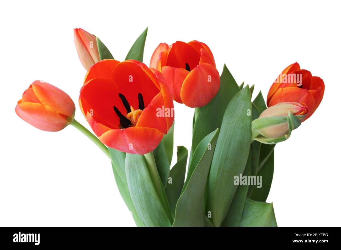Bel bouquet di tulipani d'arancia (Famiglia Lily, Liliaceae) in primo piano è il fiore medio, isolato su sfondo bianco. Germania Foto Stock