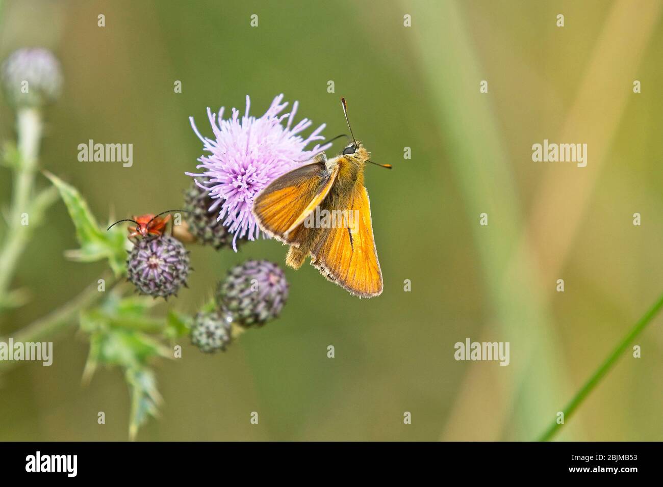 Farfalla Skipper piccola (Thymelicus) maschile nectaring su un fiore di thistle, Rutland, Inghilterra, Regno Unito. Foto Stock