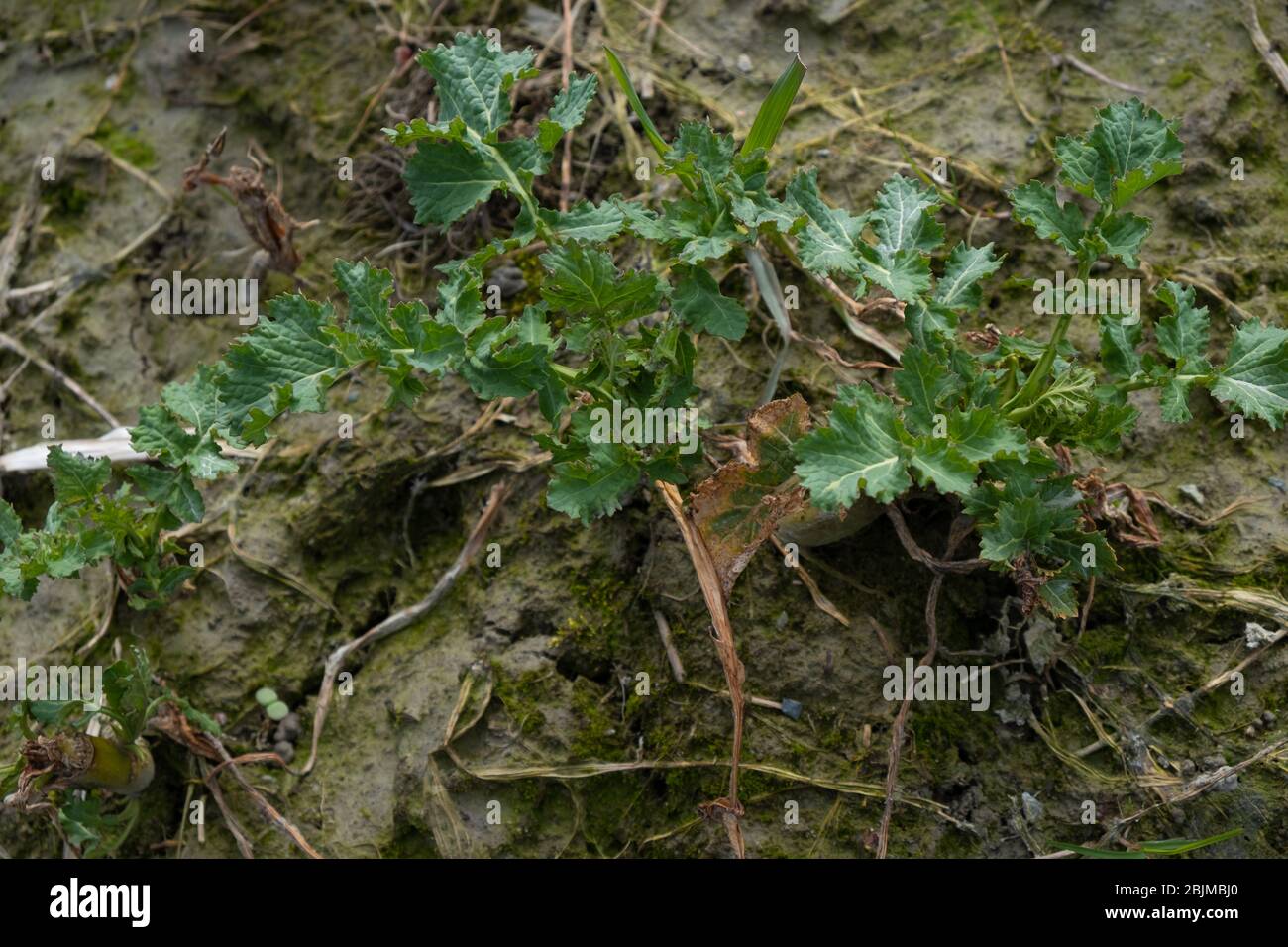 Authum pianta di colza Foto Stock