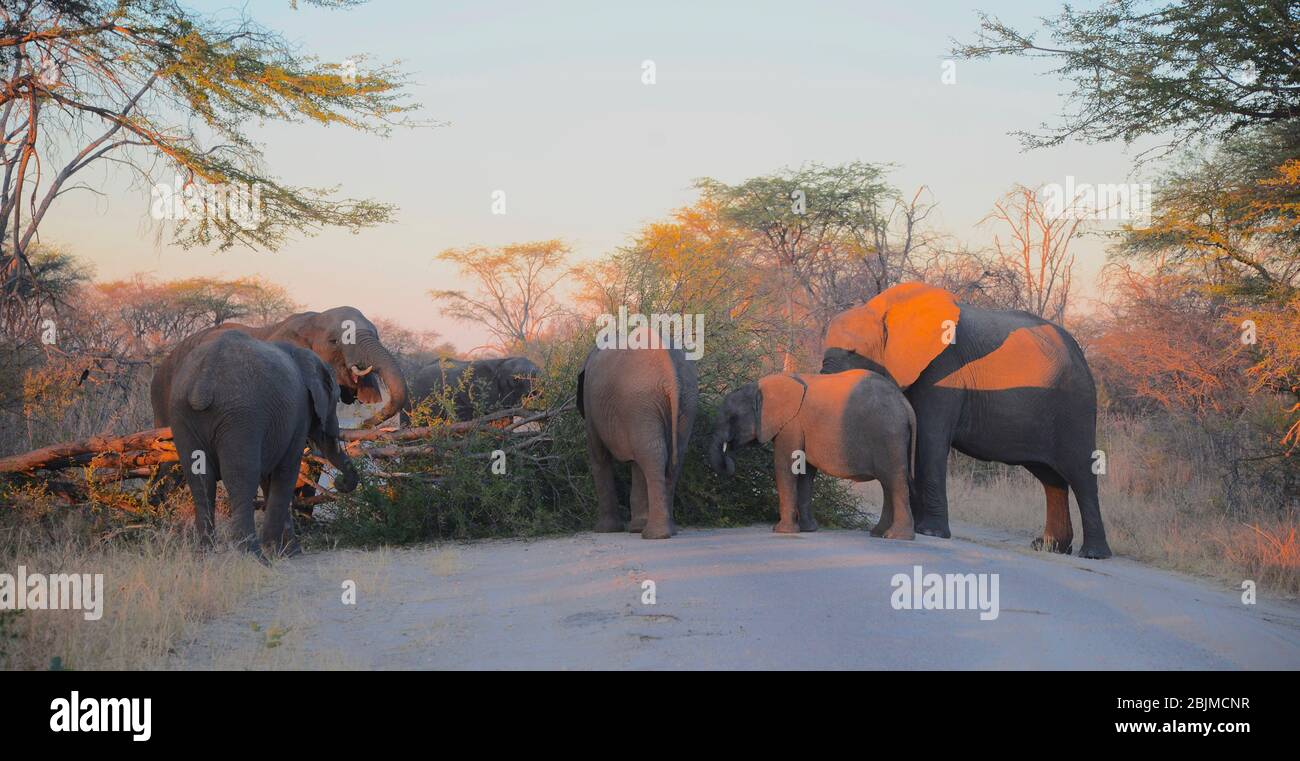 Elefanti che bloccano la strada spingendo l'albero di acacia giù, Hwange National Park, Zimbabwe Foto Stock