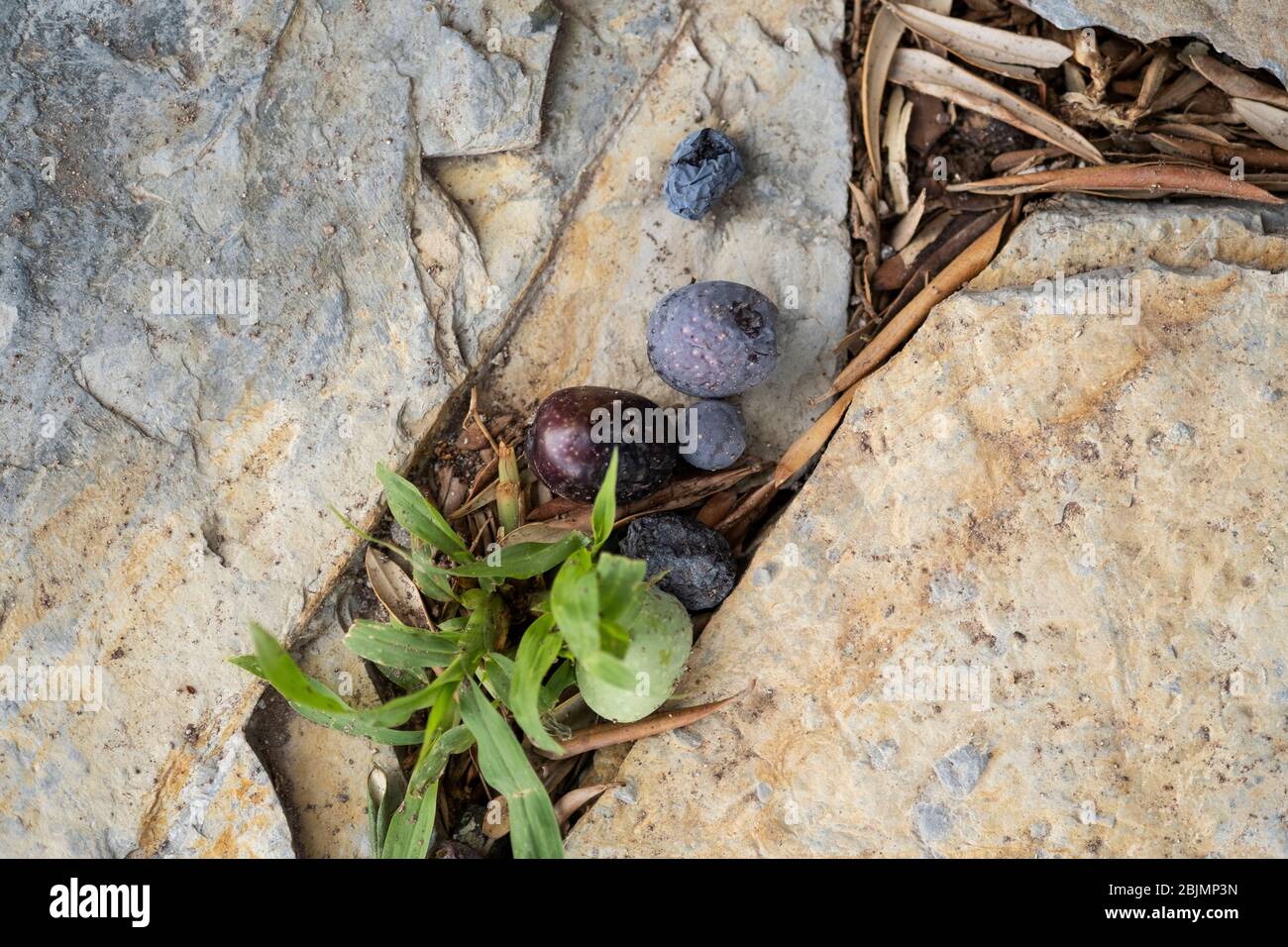 Primo piano di tre olive su fondo di pietra. Foto Stock