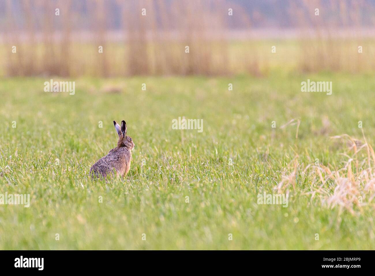 Un europeo lepre (Lepus europaeus) è seduto in un campo e sta guardando i suoi dintorni. Foto Stock
