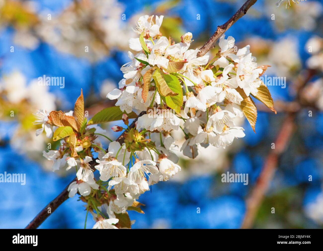Primo piano del fiore di ciliegio in fiore in primavera Foto Stock