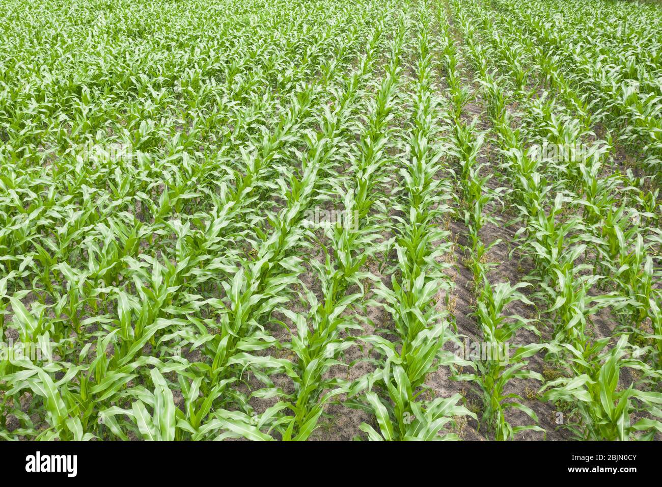 Veduta aerea di un campo di mais in Germania Foto Stock