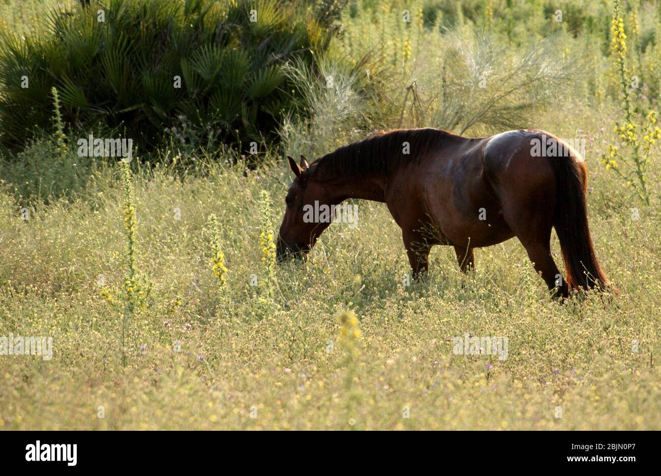 Happy cavallo marrone pascolo al tramonto dopo il lavoro in Spagna Foto Stock