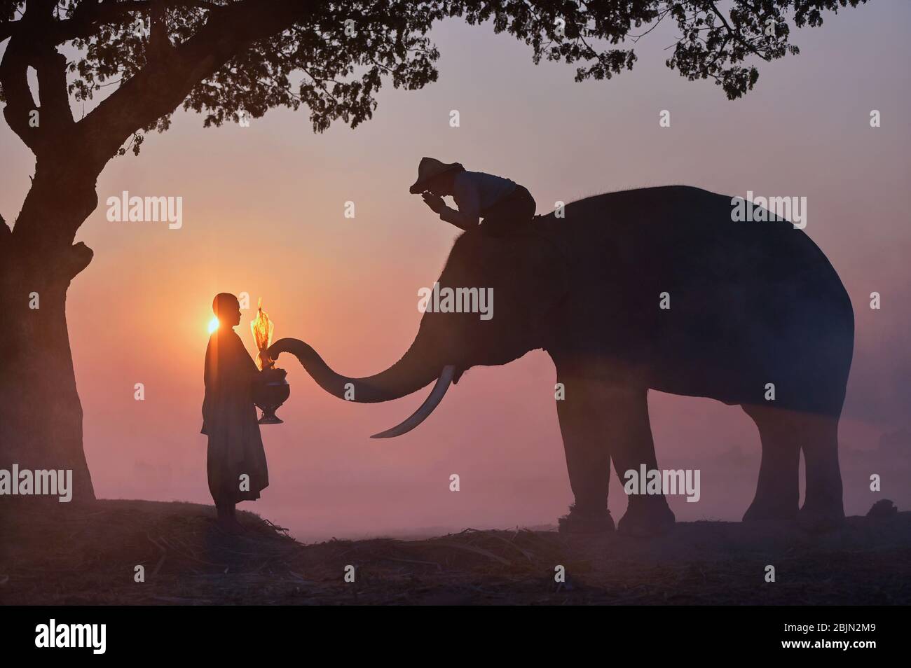 Silhouette di un mahout su un elefante con un monaco, Surin, Thailandia Foto Stock