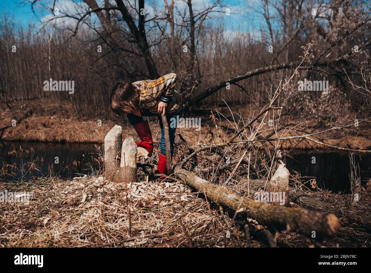 Ragazzo che esamina i log del castoro su una riva del fiume, Stati Uniti Foto Stock