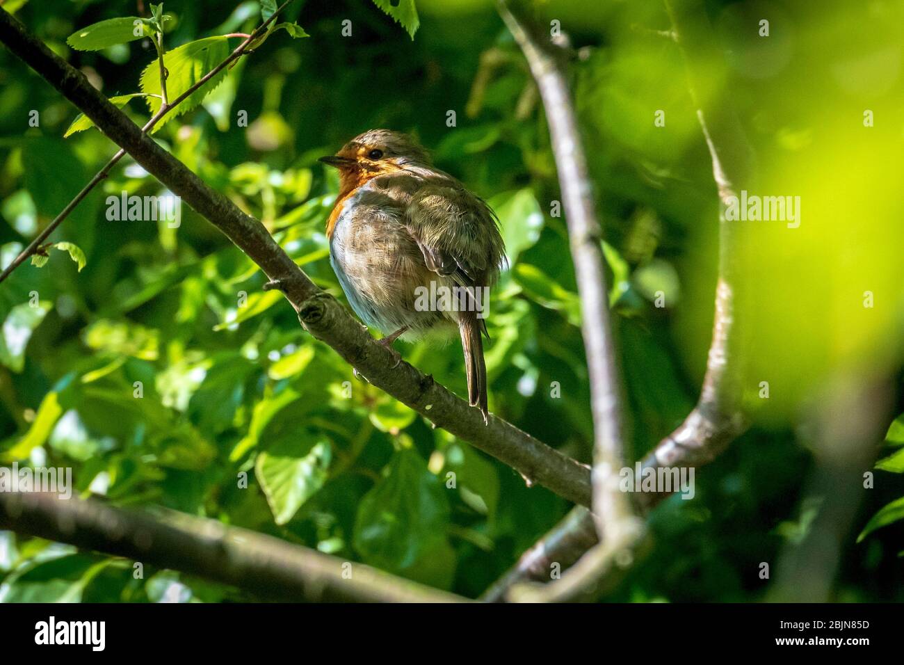 Uccello comune giardino il derubato riposato in un ramo di albero per asciugarsi dopo un bagno. Foto Stock