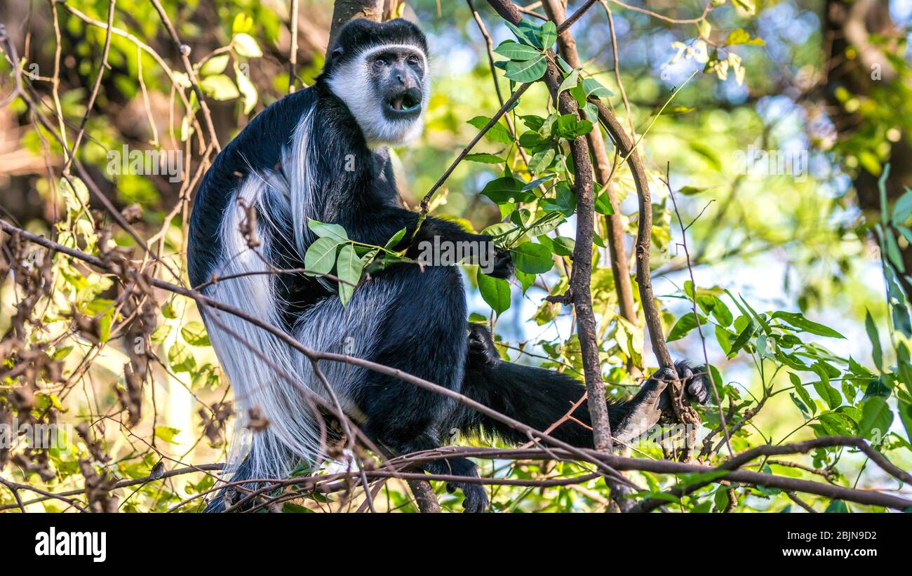 Immagine scattata durante un viaggio nell'Etiopia meridionale, colobus gueraza Foto Stock