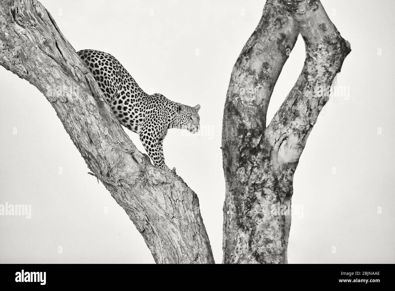 Un leopardo femminile che scende da un albero. Delta di Okavango, Botswana, Botsuana. Fotografia in bianco e nero Foto Stock
