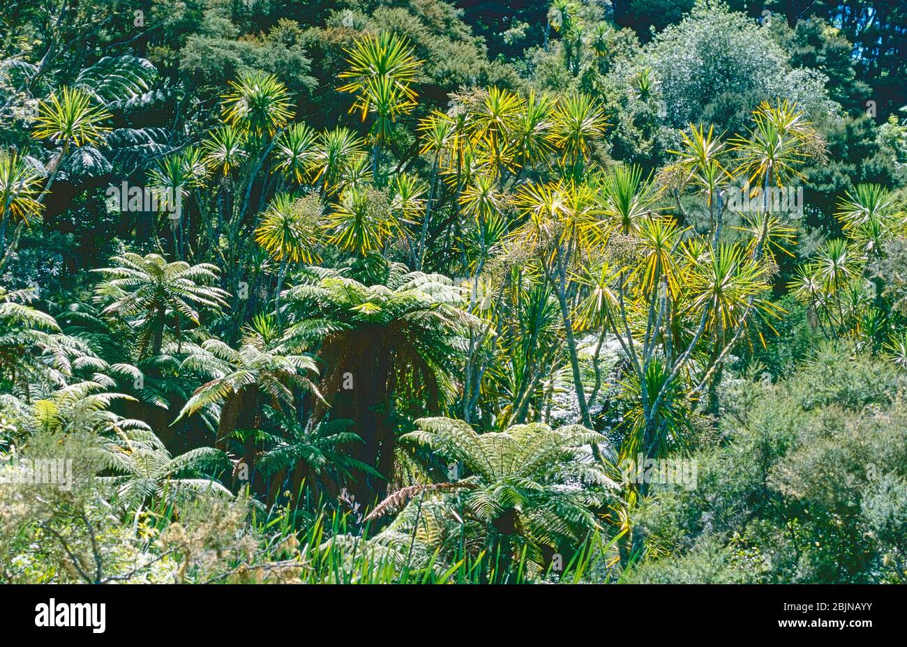 Le felci e gli alberi di cavolo della Nuova Zelanda dominano una distesa di cespuglio nativo a Paremoro Creek, Albany, Isola del Nord, Nuova Zelanda. Foto Stock