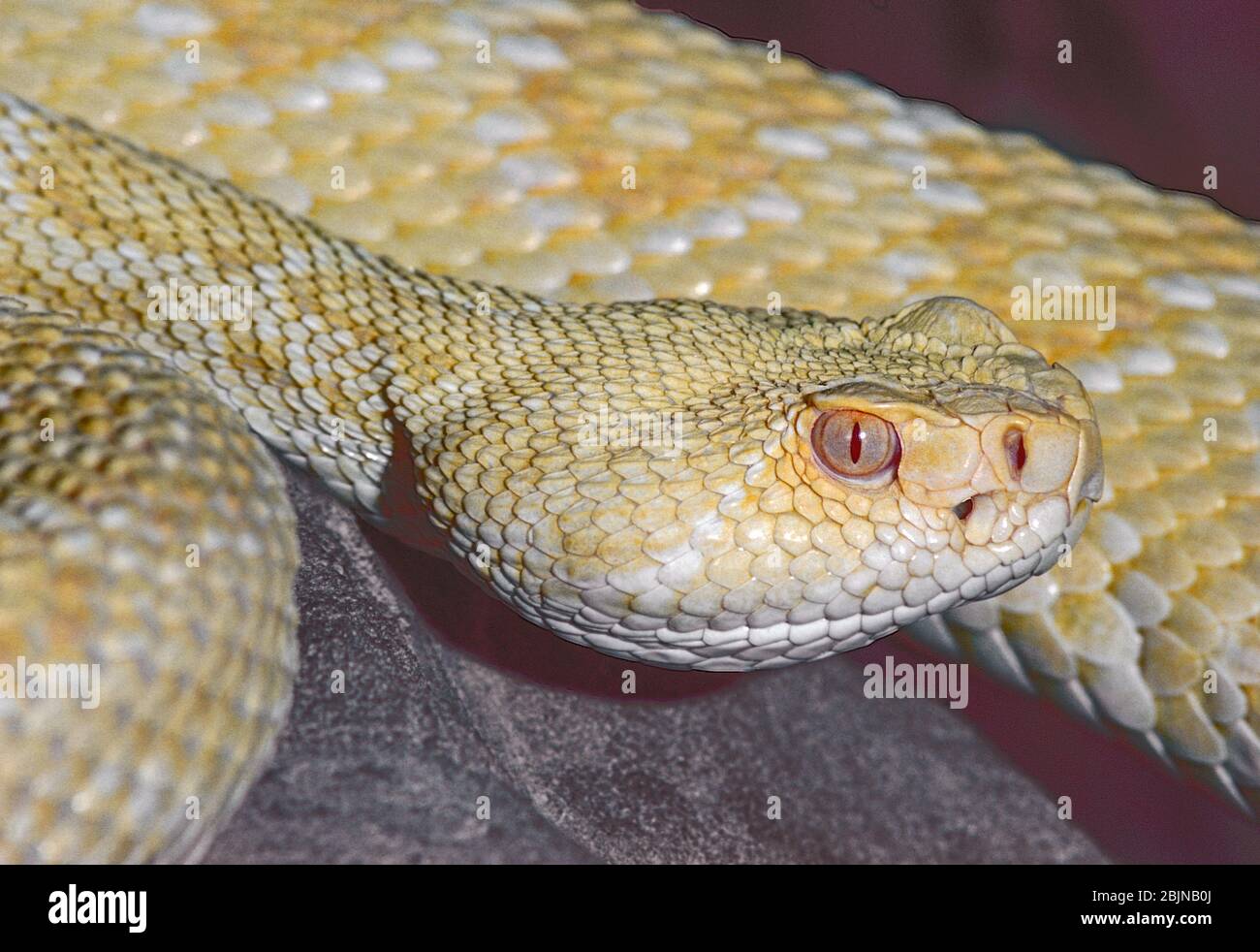 Un Rattlesnake albino occidentale Diamondback (Cratalus atrox) degli Stati Uniti del Sud. Foto Stock