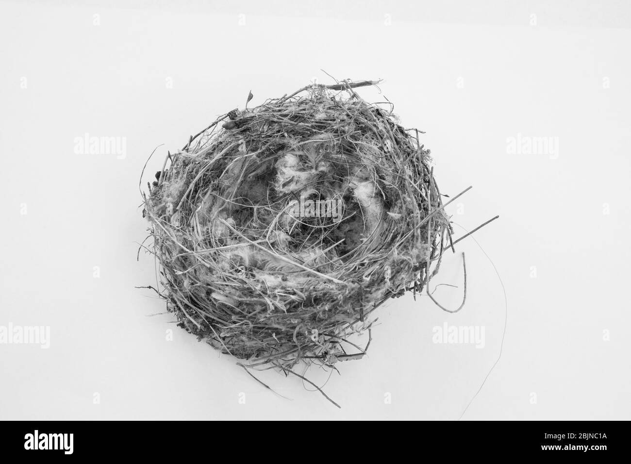 Bellissimo nido d'uccello in bianco e nero Foto Stock