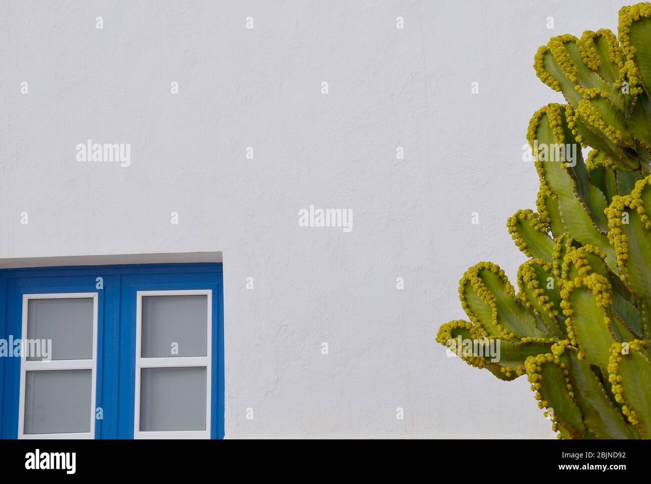 Abstract finestra blu sulla parete bianca con cactus Foto Stock