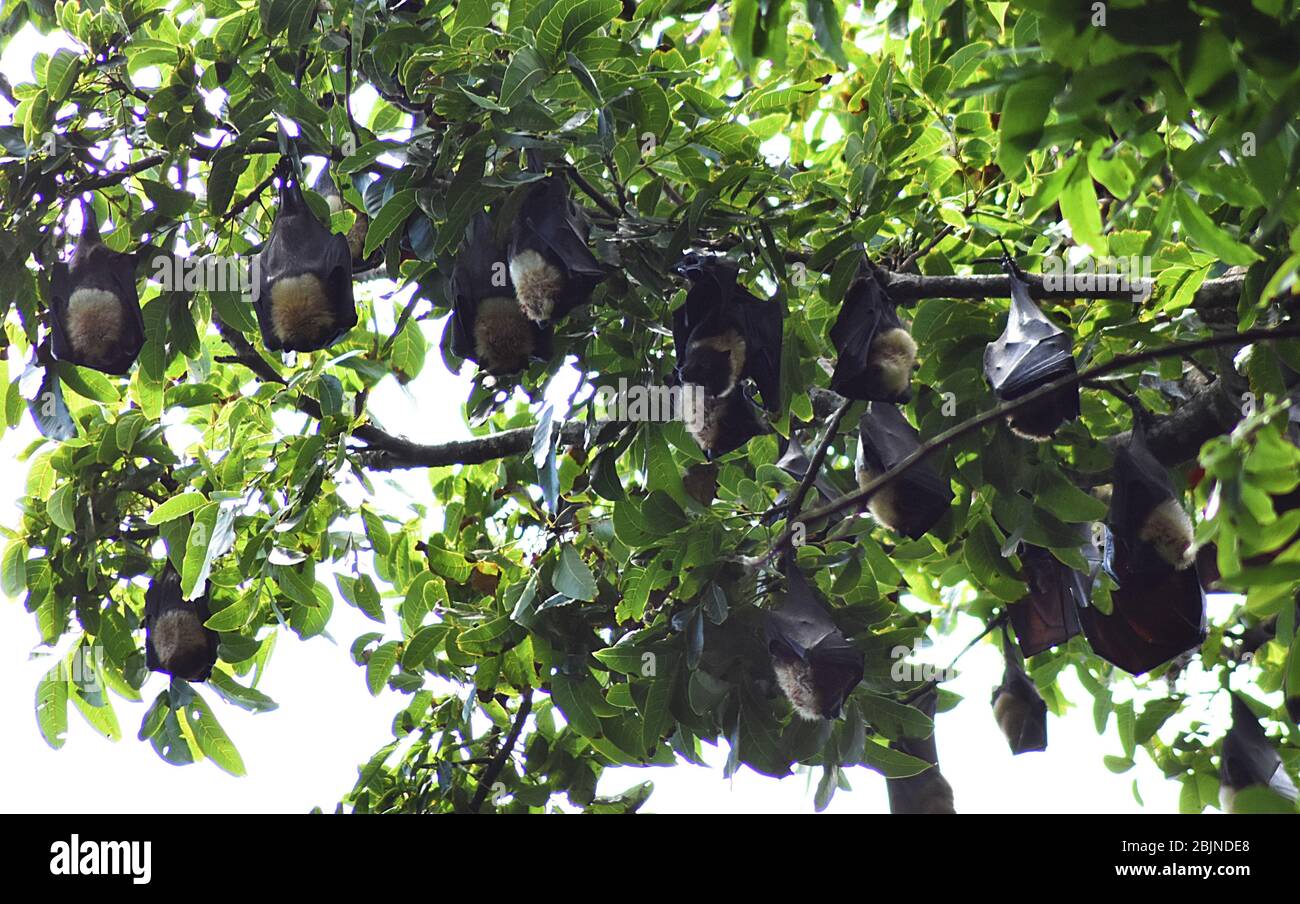 Pipistrelli appesi su un albero nella foresta tropicale a viti Levu isola Fiji Foto Stock
