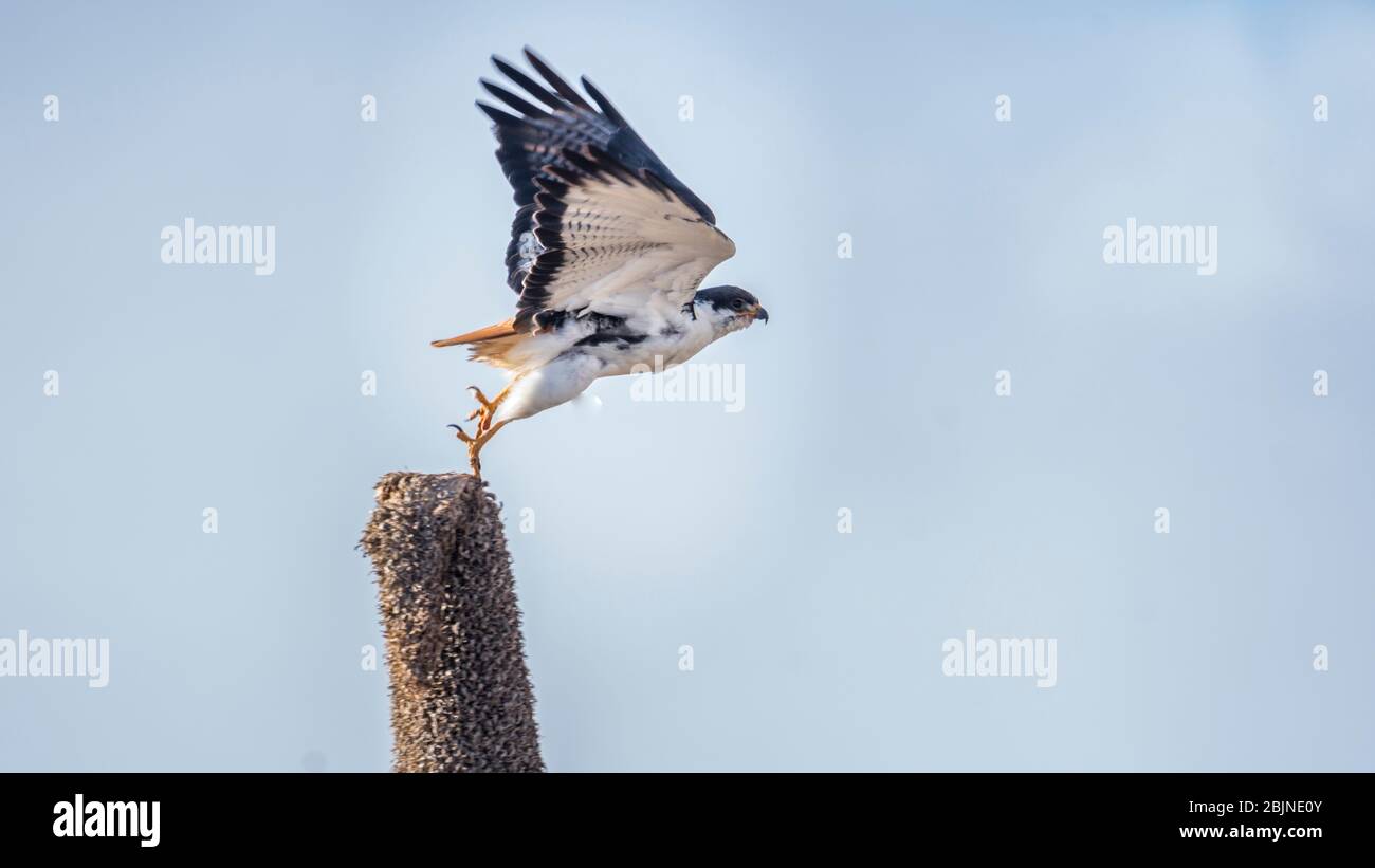 Immagine scattata durante un viaggio nell'Etiopia del sud, il parco nazionale delle montagne di Bale Foto Stock