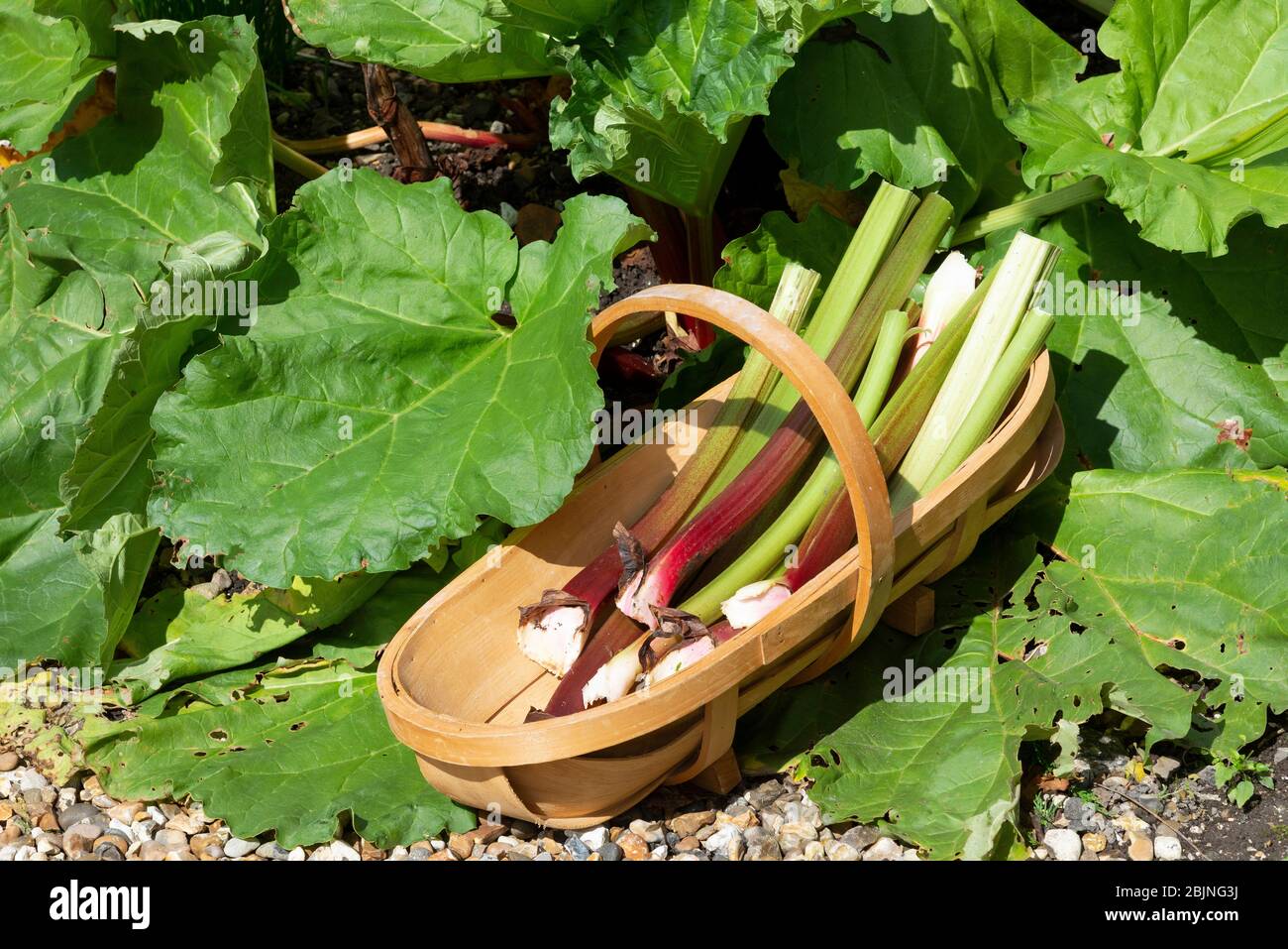 Hampshire, Inghilterra, Regno Unito. 2019. Rabarbaro appena raccolto collocato in un giardino di legno trugg. Foto Stock