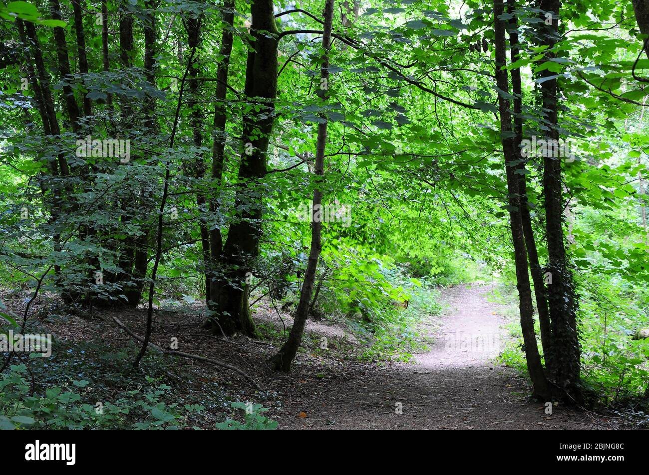 Whitleigh Wood Woodland Trust Foto Stock