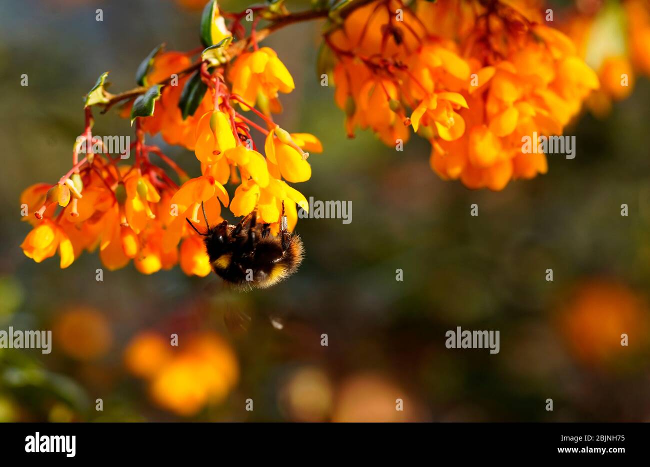 Miele Bees occupato su alcuni Pyracantha fiorito Foto Stock