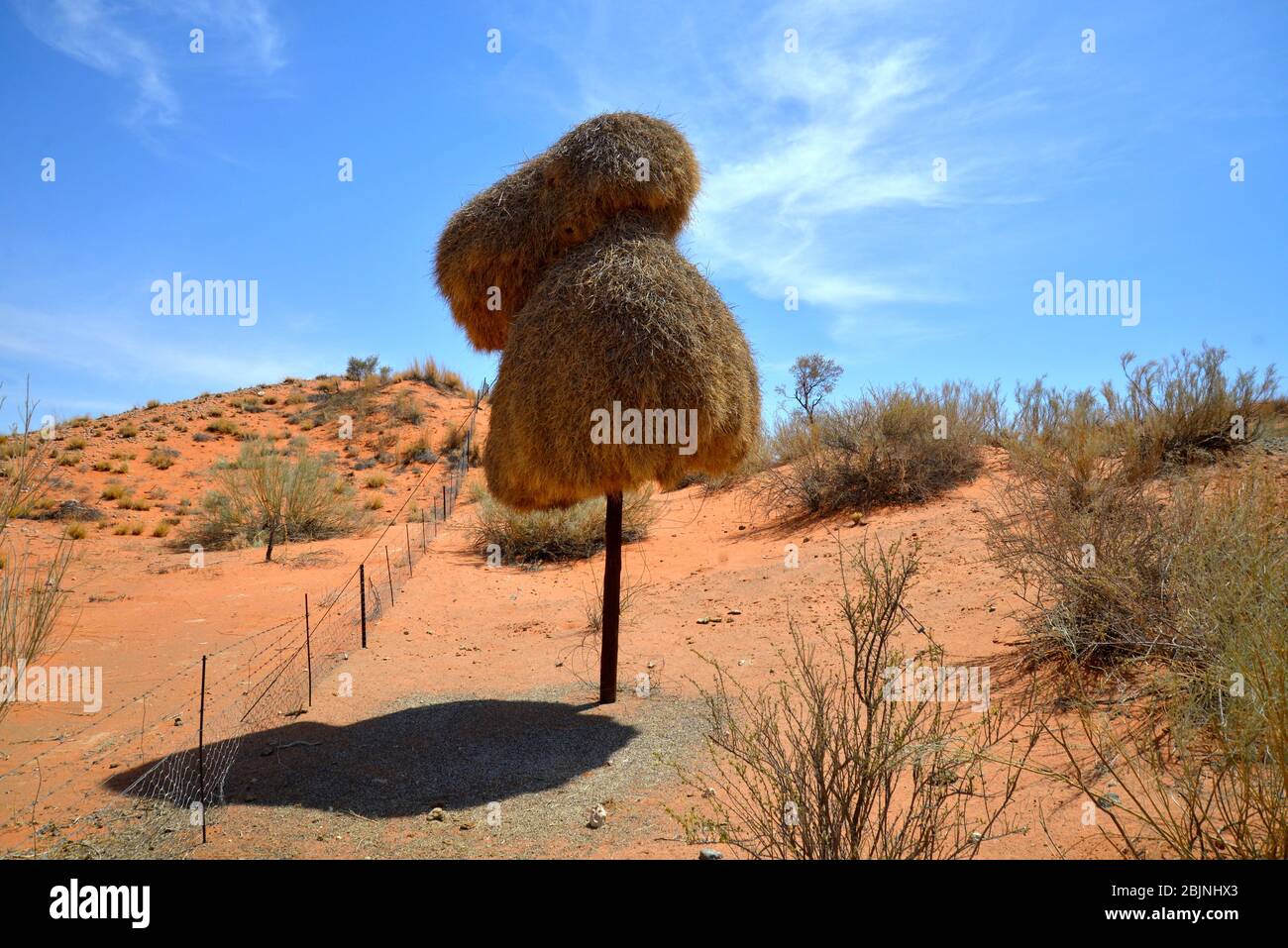 Nido tessitore socievole sul palo del telefono, Provincia del Capo del Nord, Sud Africa. Il riscaldamento globale ha causato la morte di molte di queste piante Foto Stock