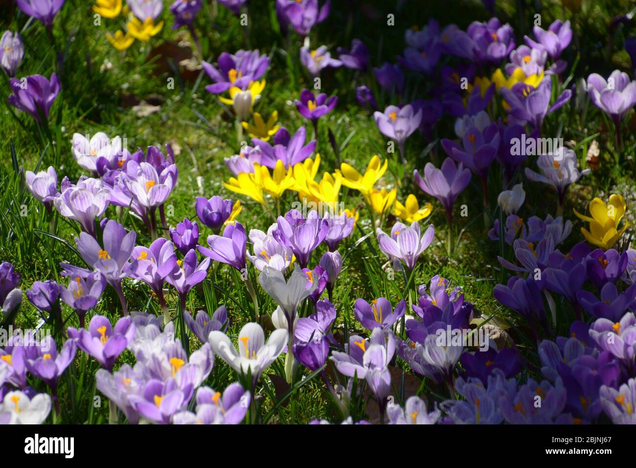 croci viola e gialli fioriti su un prato di cocchi in primavera Foto Stock